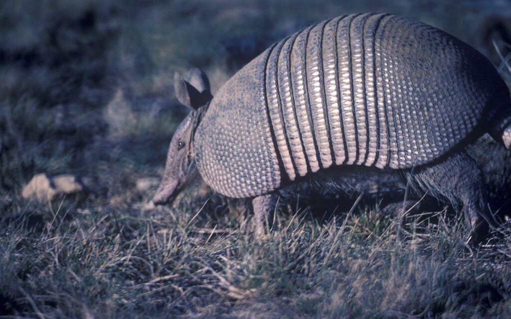 Woods, Waters, and Wildlife:  About Armadillos