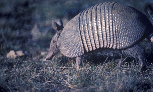 Woods, Waters, and Wildlife:  About Armadillos