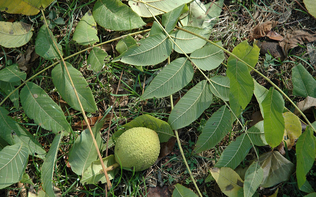 Gardening Under a Black Walnut Tree