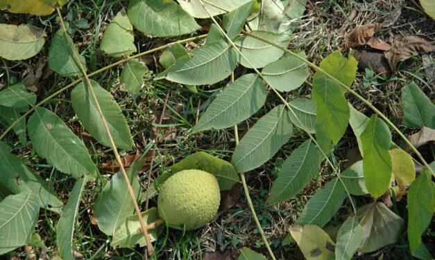 Gardening Under a Black Walnut Tree