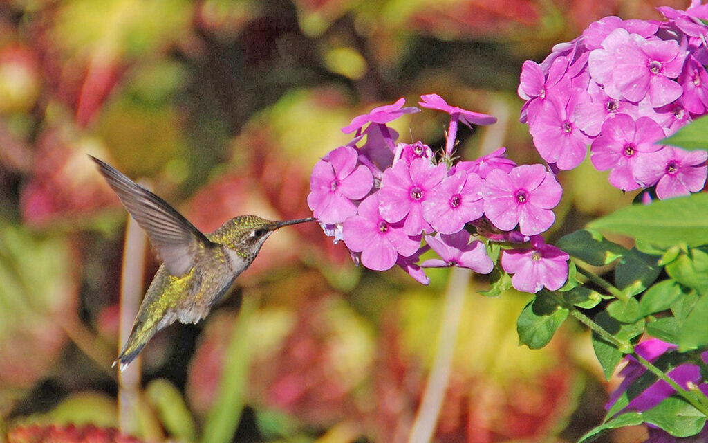 Plan and Plant a Hummingbird Garden