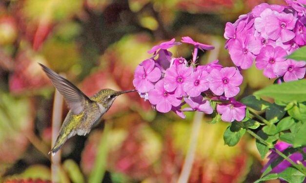 Plan and Plant a Hummingbird Garden