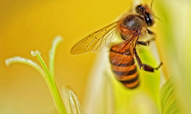 Students Are Buzzing with Excitement with New Apiary Program
