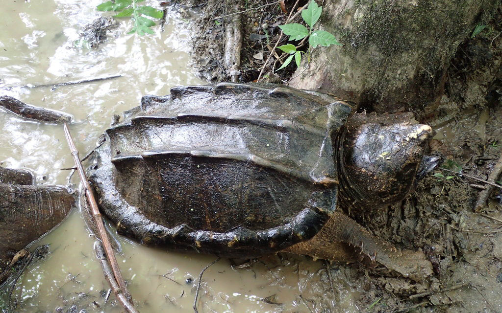 Rewards Doubled for Reporting Alligator Snapping Turtle Poaching