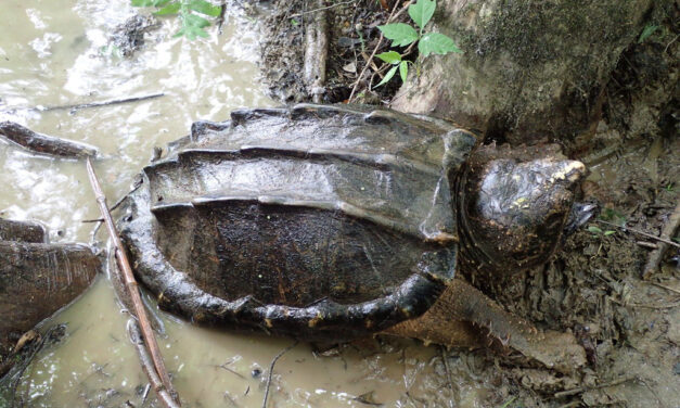 Rewards Doubled for Reporting Alligator Snapping Turtle Poaching