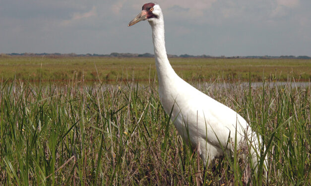 Woods, Waters & Wildlife:  Whooper Whereabouts