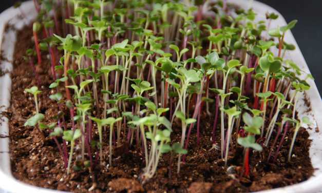 Include Gardening in your New Year’s Resolution