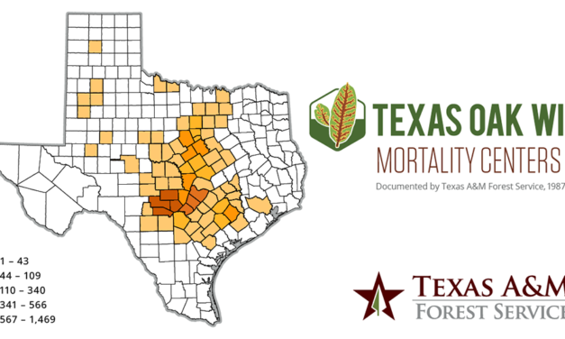 Pruning Tips to Prevent Spread of Oak Wilt