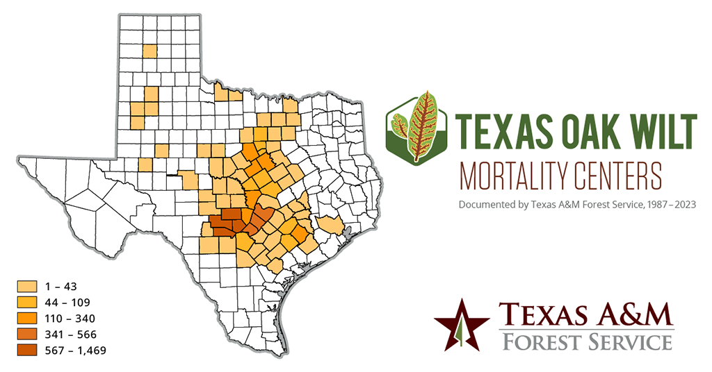 Pruning Tips to Prevent Spread of Oak Wilt