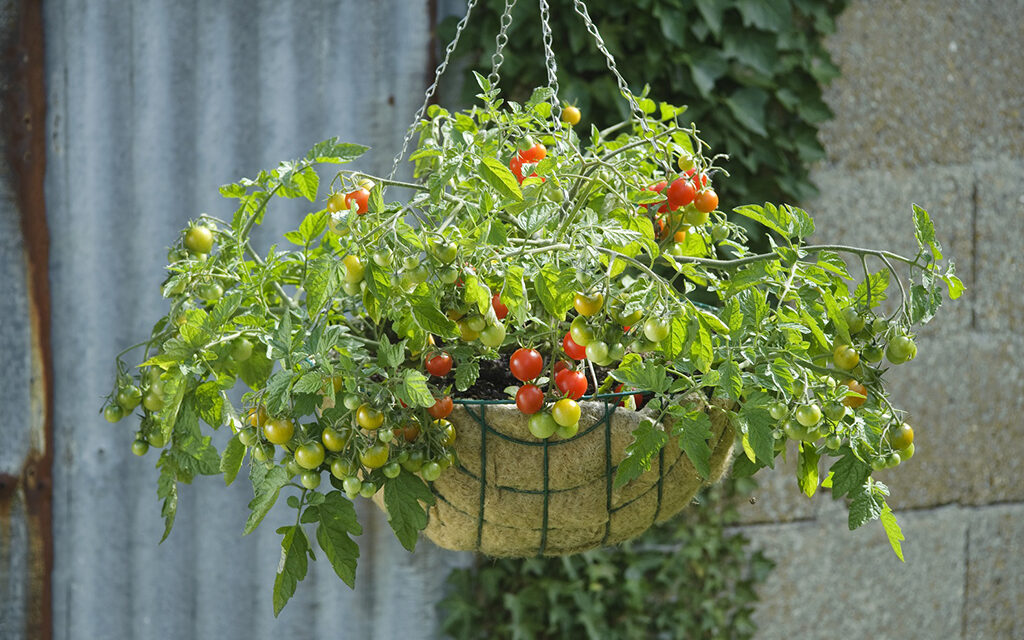 Tips for Selecting the Best Tomatoes for Your Garden