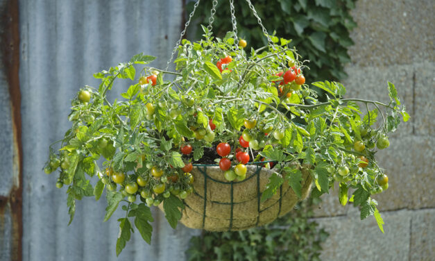 Tips for Selecting the Best Tomatoes for Your Garden