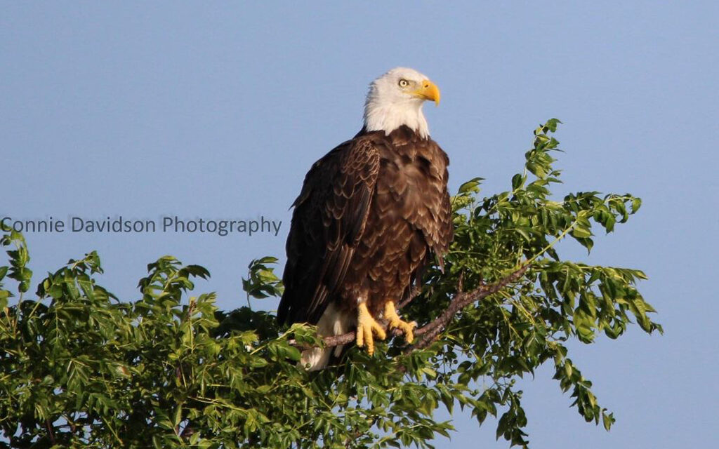 Woods, Waters, and Wildlife:  High Above the Headwaters