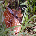 Woods, Waters, and Wildlife:  Fawn Danger; Beware!
