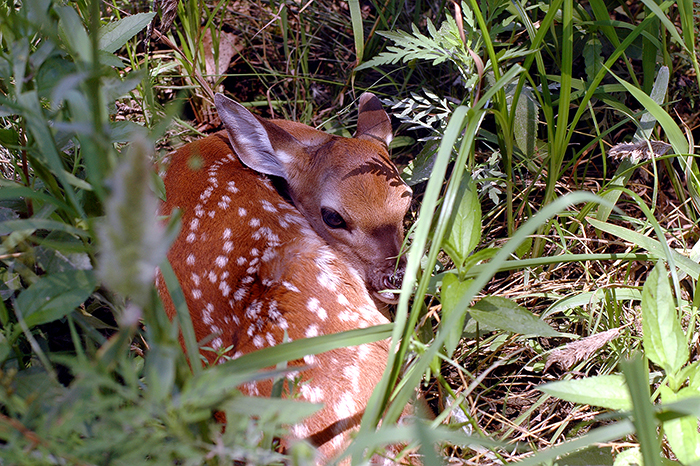 Woods, Waters, and Wildlife:  Fawn Danger; Beware!