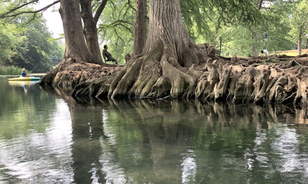 Woods, Waters and Wildlife:  What is the World’s Oldest?