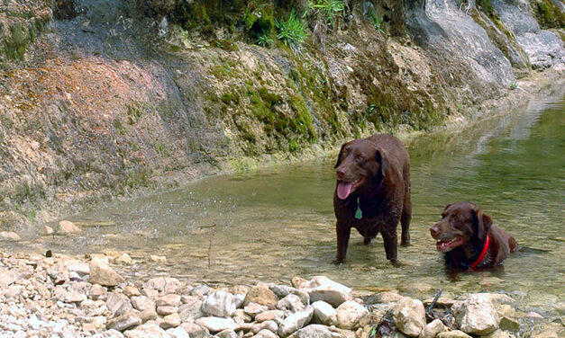 Woods, Waters, and Wildlife:  Dogs in Heat