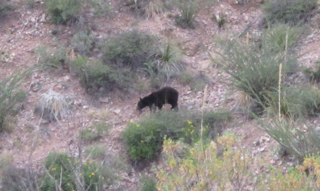 Woods, Waters, and Wildlife:  Lions, Tigers and Bears — Oh, My!