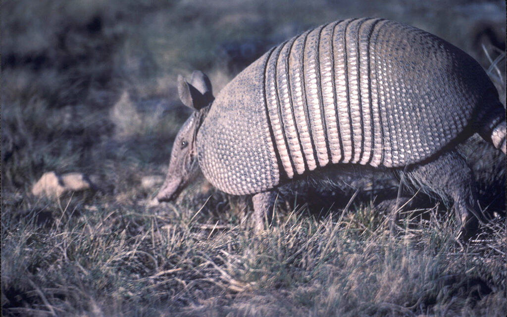 Woods, Waters, and Wildlife:  Texas Armadillos’ Name’s Changing