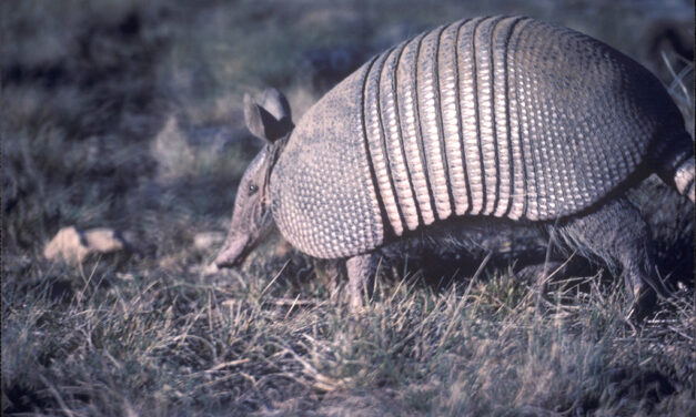 Woods, Waters, and Wildlife:  Texas Armadillos’ Name’s Changing
