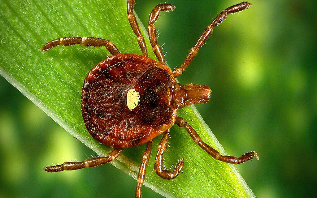 Woods, Waters and Wildlife:  Ticks Toxic