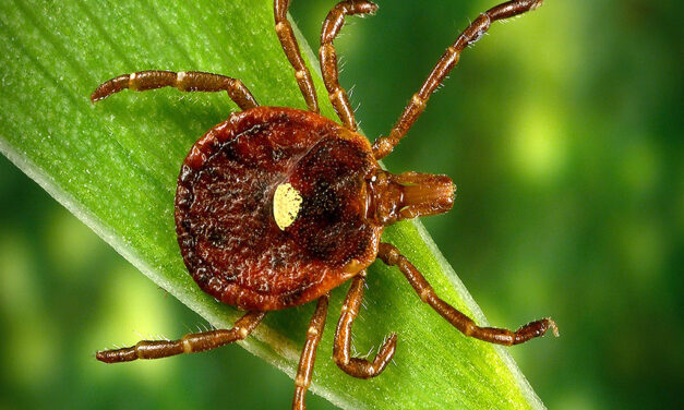 Woods, Waters and Wildlife:  Ticks Toxic