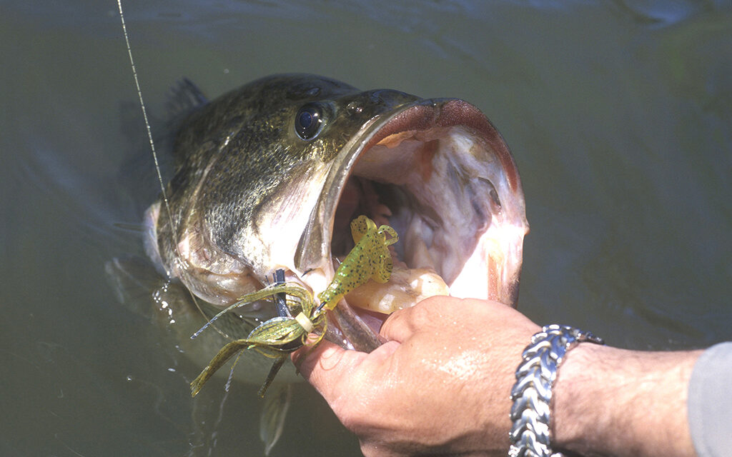 Woods, Waters, and Wildlife:  Surprising Bass Study Results