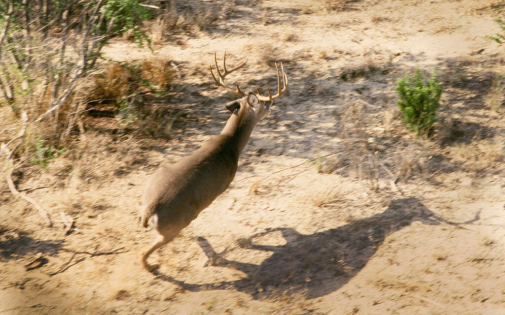 Woods, Waters, and Wildlife:  Fall is Nearing