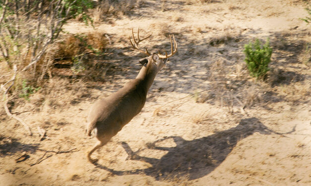 Woods, Waters, and Wildlife:  Fall is Nearing