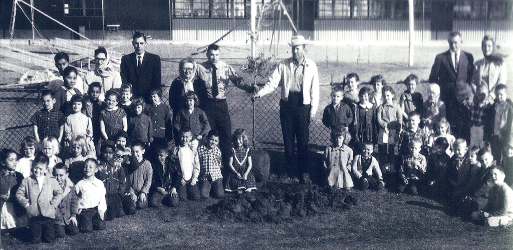 History of Fairfield Elementary Oak Tree