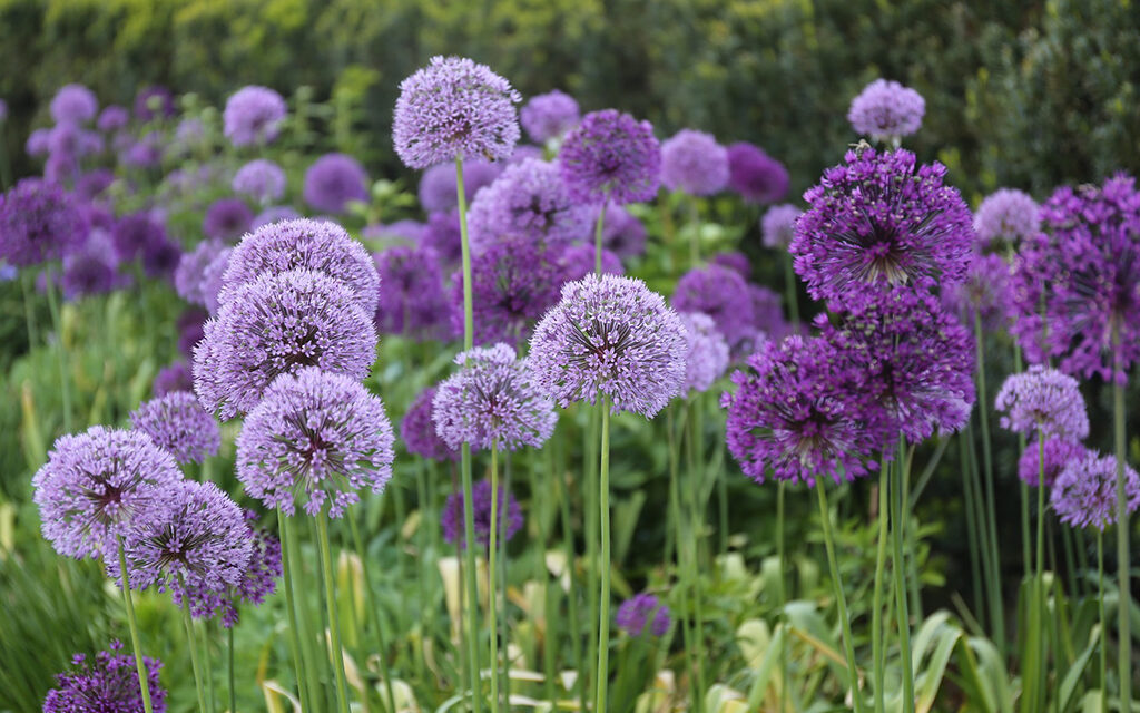 Fall Planting Provides Months of Continuous Spring Color