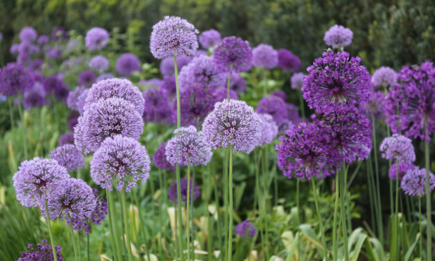 Fall Planting Provides Months of Continuous Spring Color