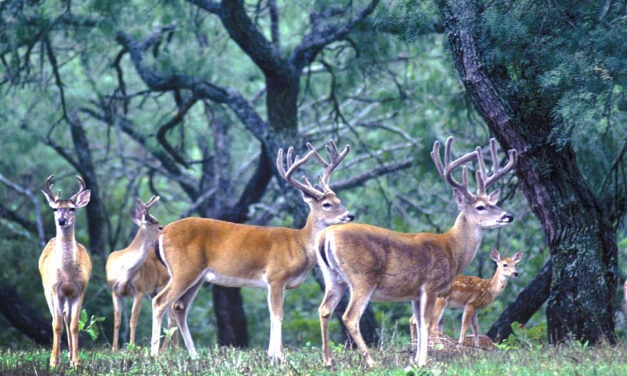 Woods, Waters, and Wildlife:  It Rained Antlers