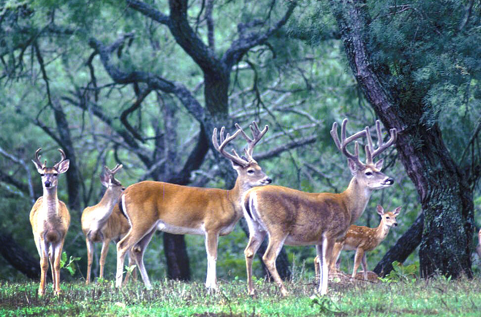 Woods, Waters, and Wildlife:  It Rained Antlers