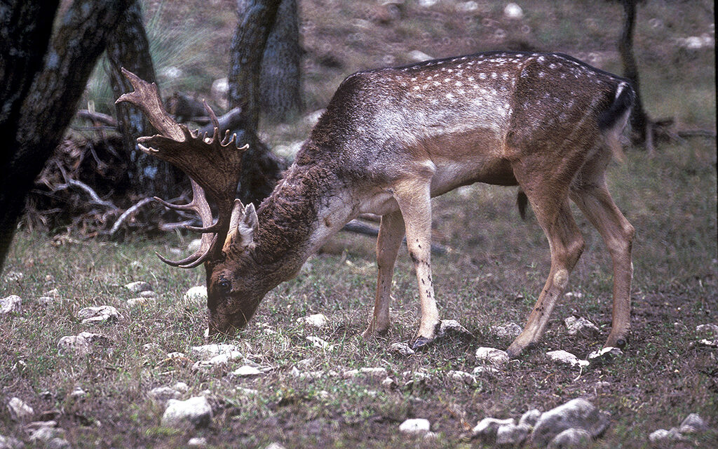 Woods, Waters, and Wildlife: Bull by the Horns