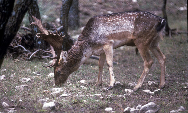 Woods, Waters, and Wildlife: Bull by the Horns