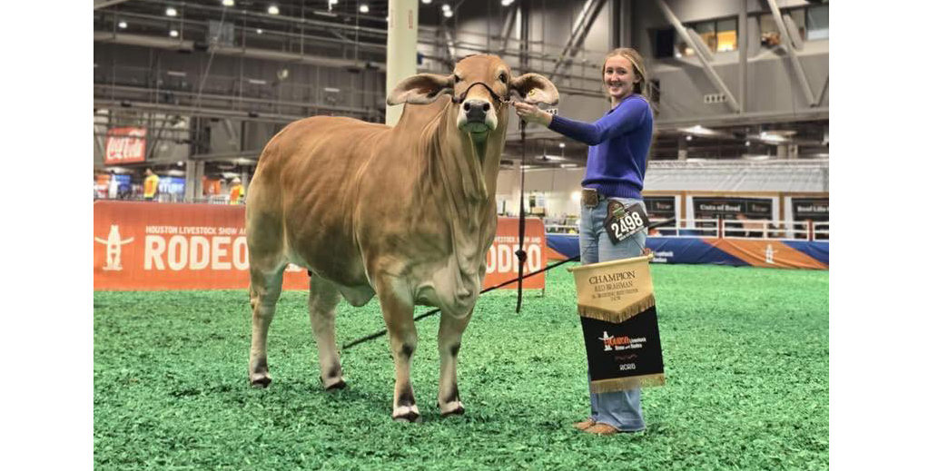 Champion Livestock:  Fairfield Exhibitor Shows Out in Houston