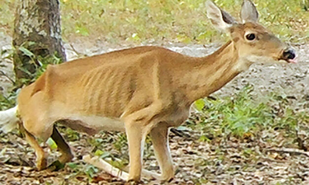 Woods, Waters, and Wildlife:  If It Ain’t Broke…
