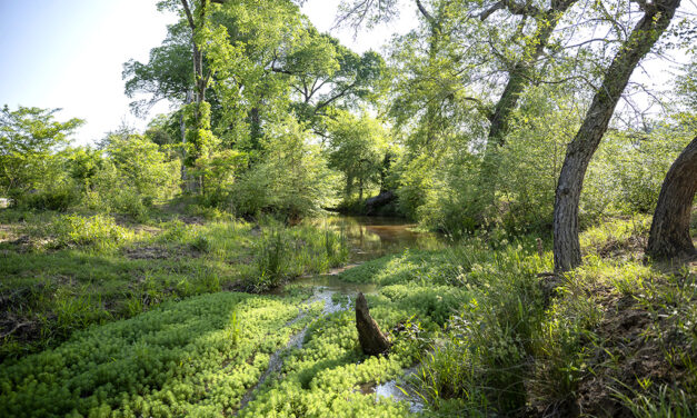 TPWD Acquires First New East Texas Wildlife Management Area in Nearly Two Decades