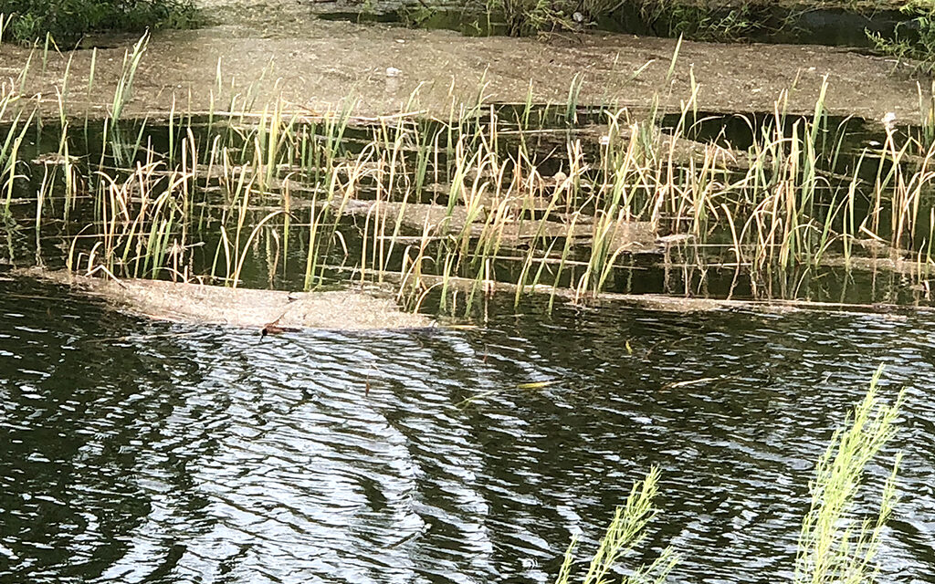Woods, Waters, and Wildlife:  Texas Bass Fishing History