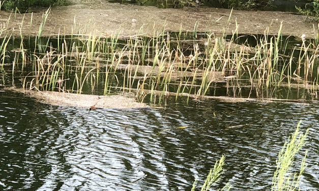 Woods, Waters, and Wildlife:  Texas Bass Fishing History