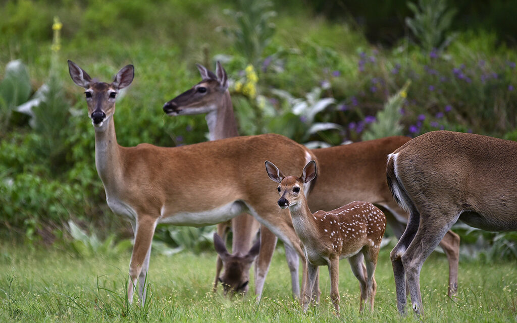 Woods, Waters, and Wildlife:  Fawns Aplenty This Year