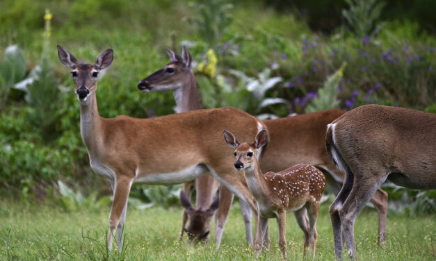 Woods, Waters, and Wildlife:  Fawns Aplenty This Year