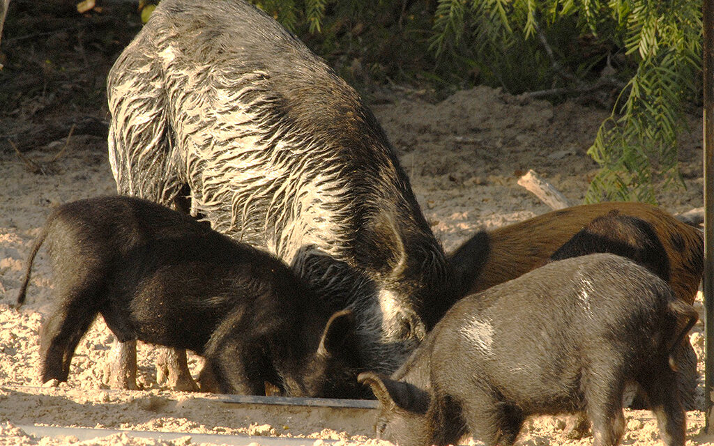 Woods, Waters, and Wildlife:  Shut Your Mouth!