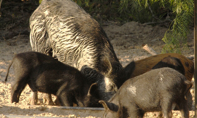 Woods, Waters, and Wildlife:  Shut Your Mouth!