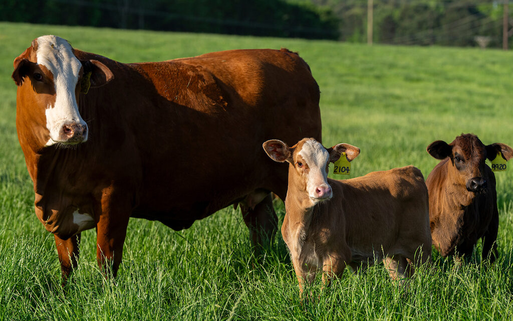 Texas Crop and Weather Report:  Low herd inventory ripples through U.S. beef market