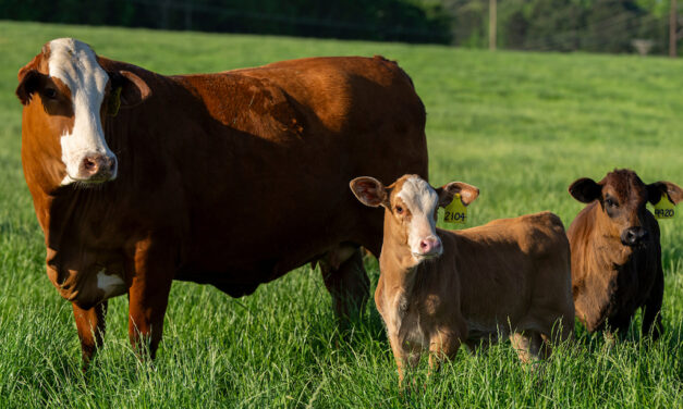 Texas Crop and Weather Report:  Low herd inventory ripples through U.S. beef market