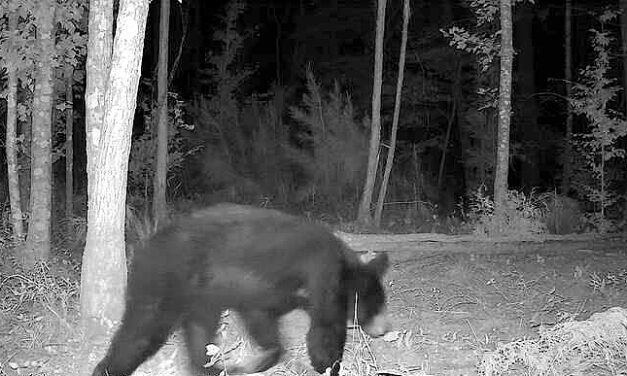 Black Bear Sightings Confirmed in East Texas