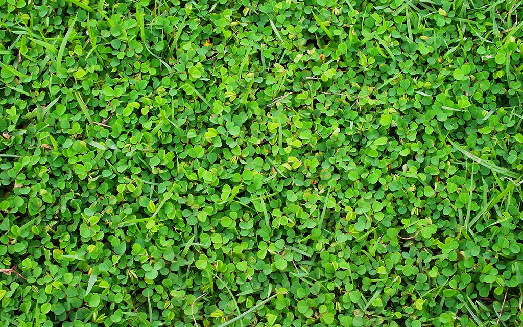 Grow a Bee-Friendly Lawn