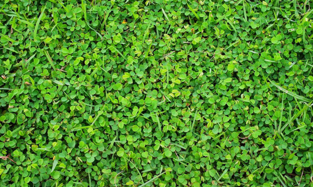 Grow a Bee-Friendly Lawn