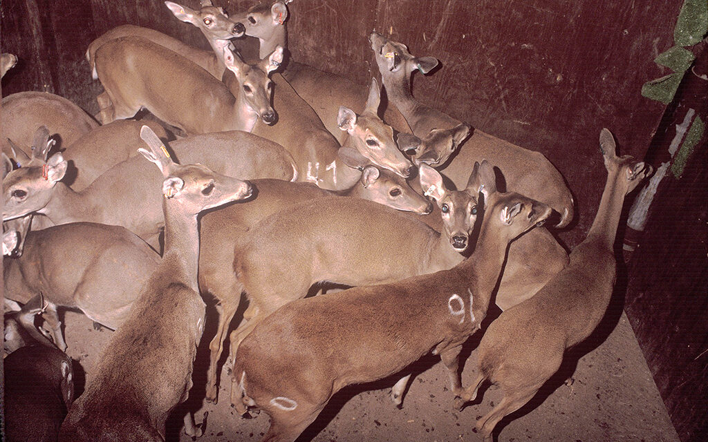 Woods, Waters, and Wildlife:  Ghost Deer No Trick or Treat